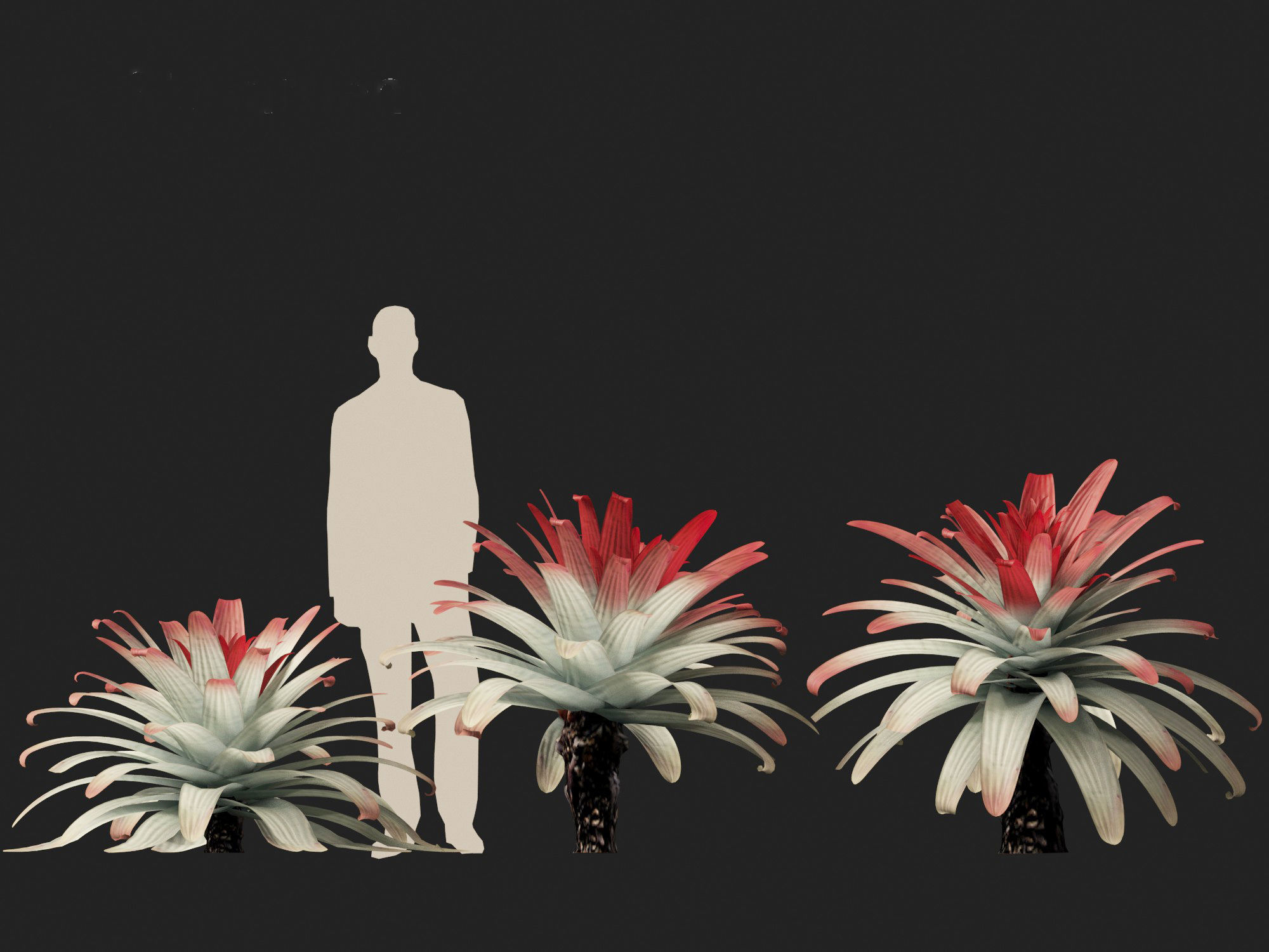 Alcantarea imperialis - Giant Bromeliad 3D model_6