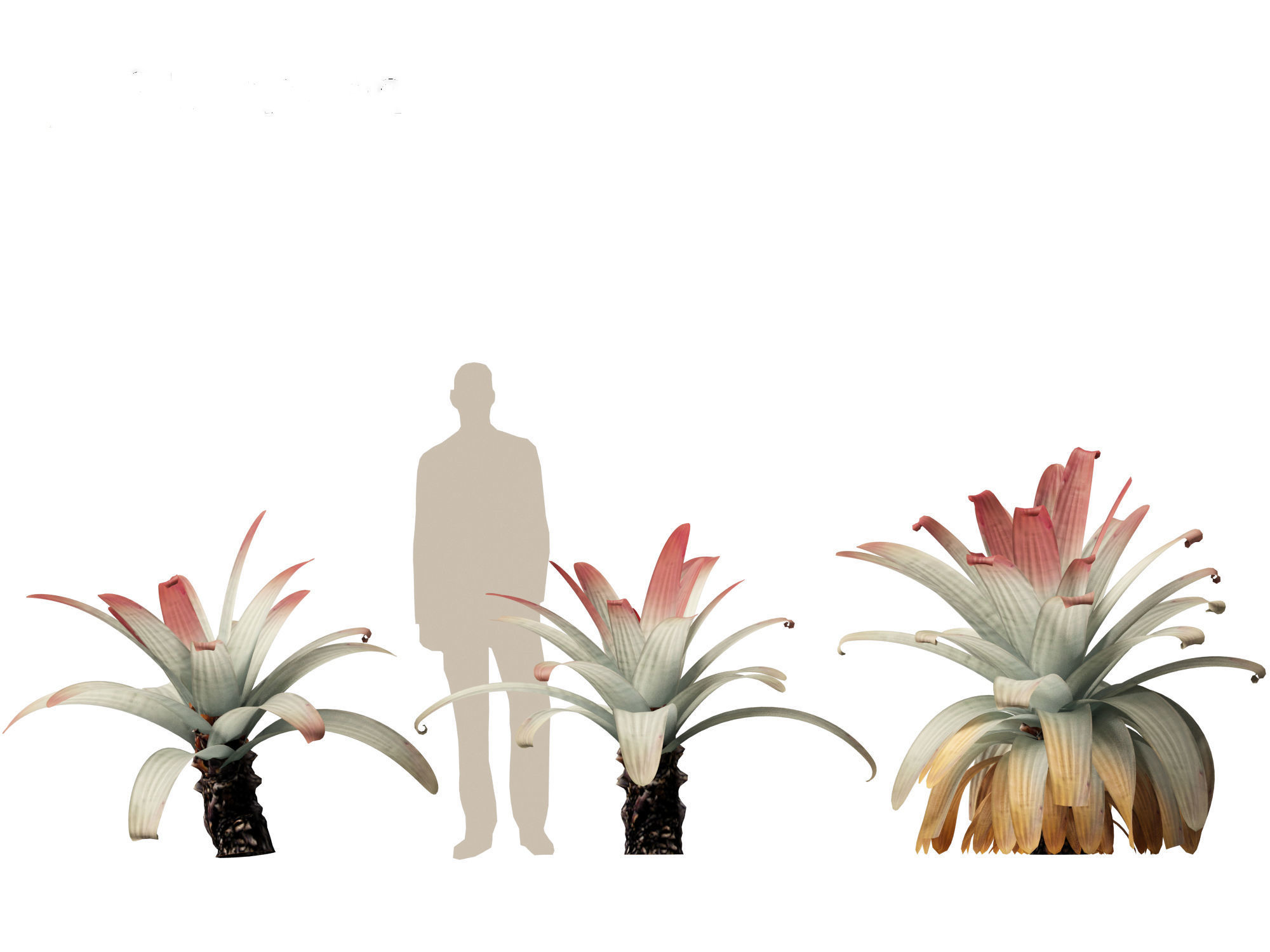 Alcantarea imperialis - Giant Bromeliad 3D model_7