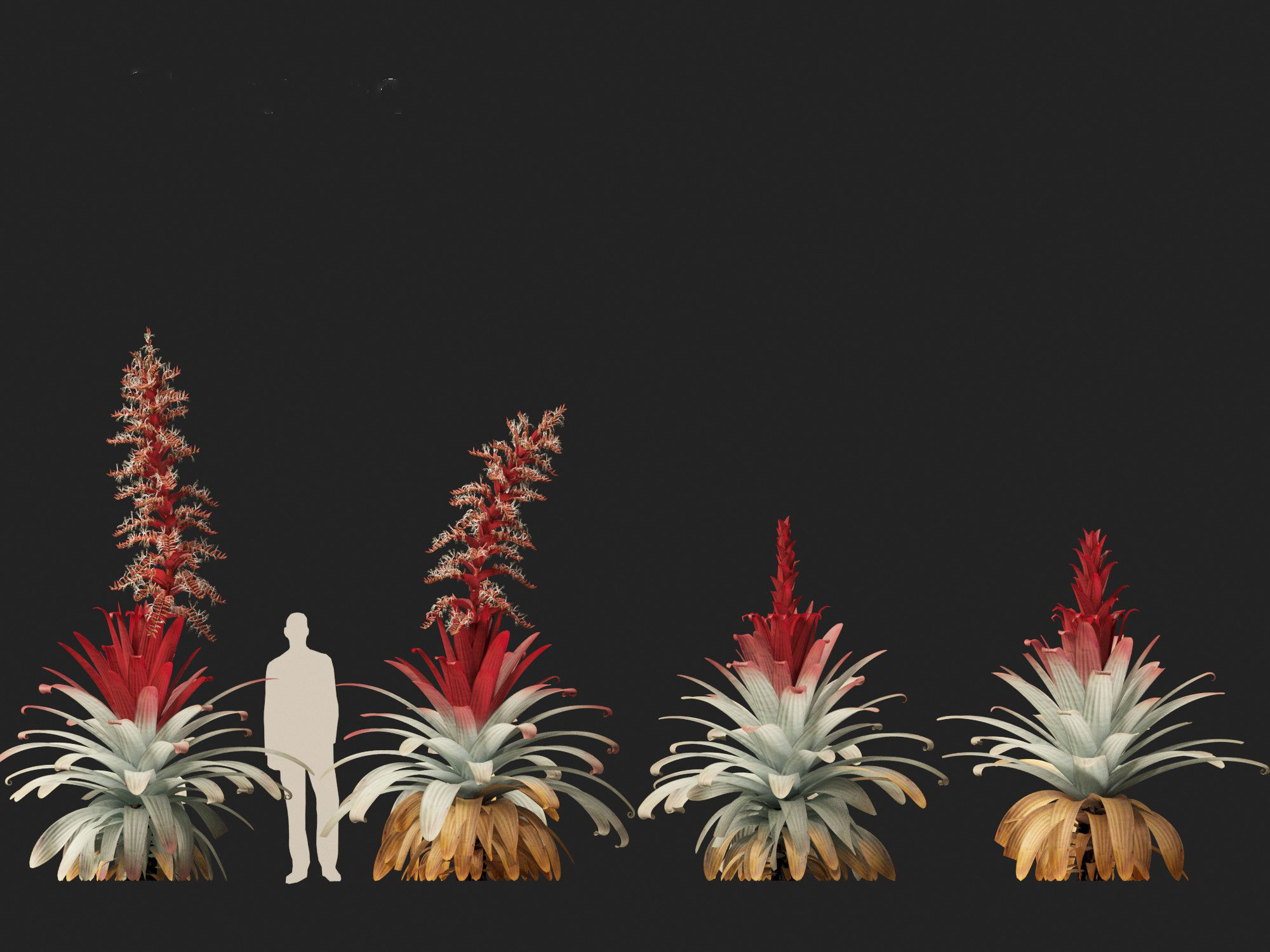 Alcantarea imperialis - Giant Bromeliad 3D model_2