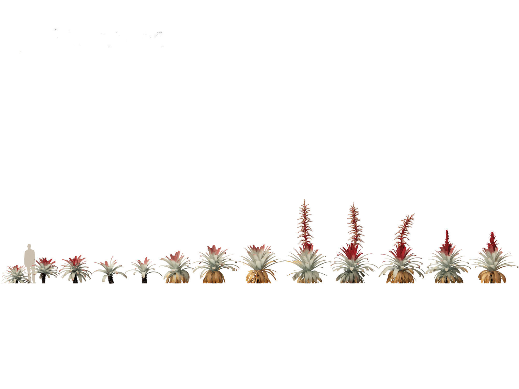 Alcantarea imperialis - Giant Bromeliad 3D model_1