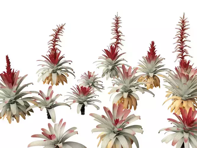 Alcantarea imperialis - Giant Bromeliad 3D model