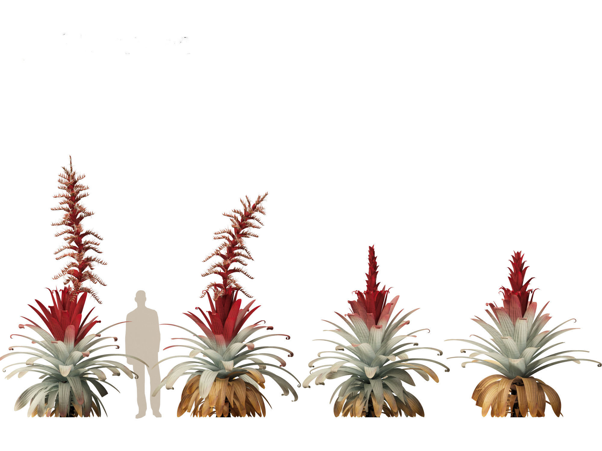 Alcantarea imperialis - Giant Bromeliad 3D model_11
