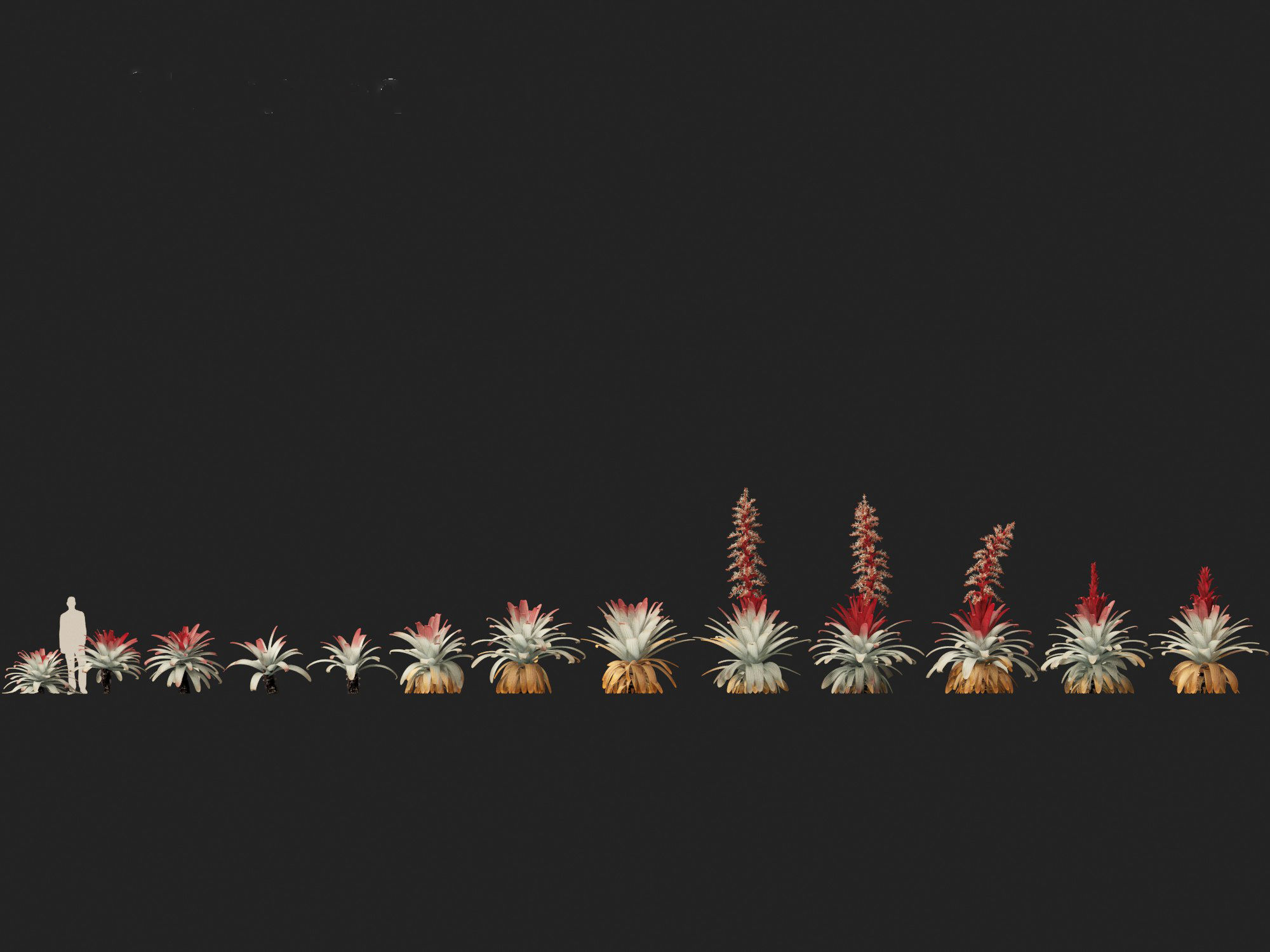 Alcantarea imperialis - Giant Bromeliad 3D model_4