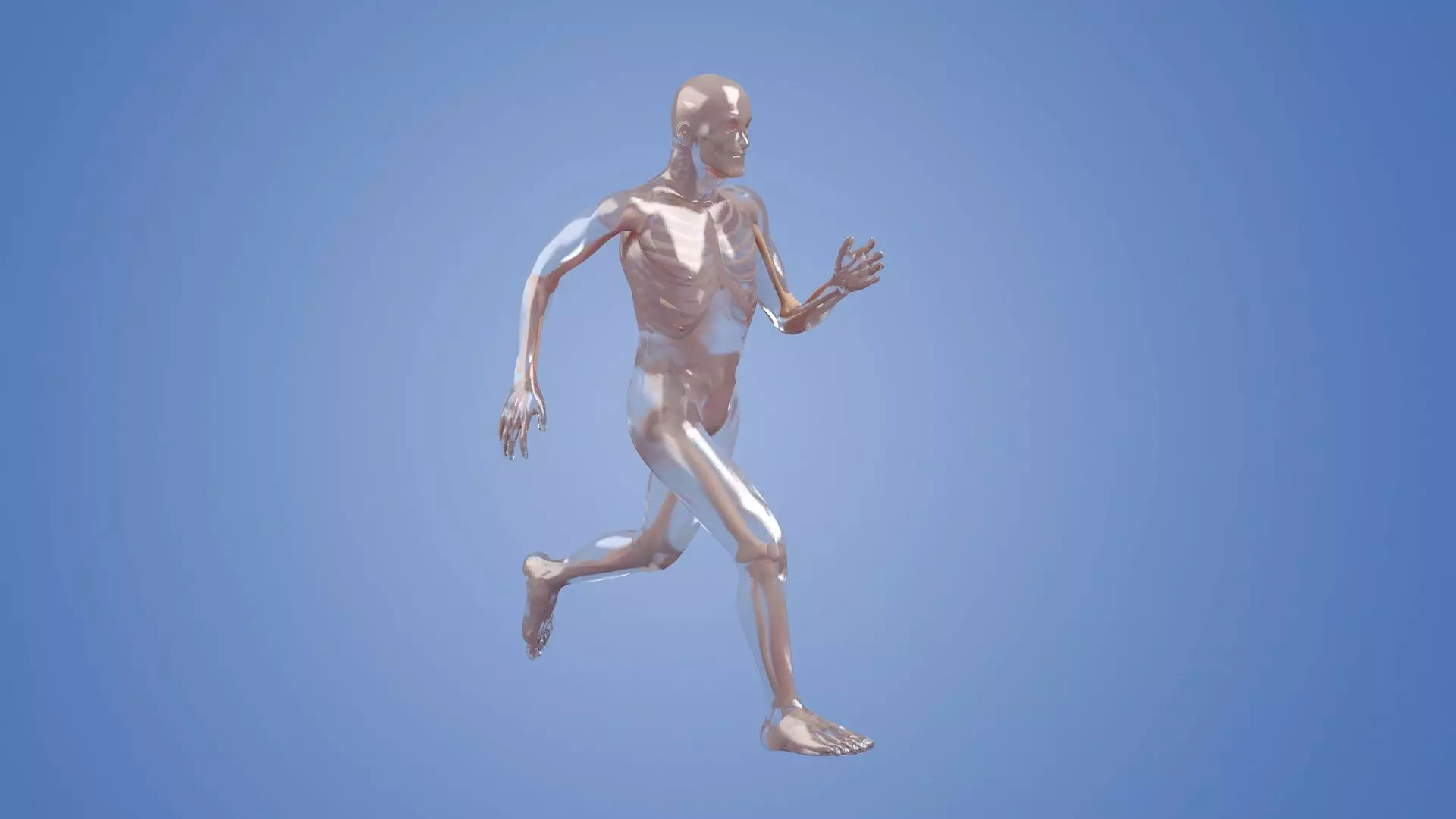 Human body dissection running x-ray  human body  bone 3D model_0