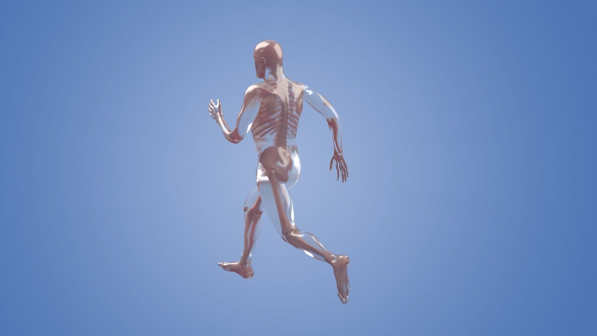 Human body dissection running x-ray  human body  bone 3D model_4