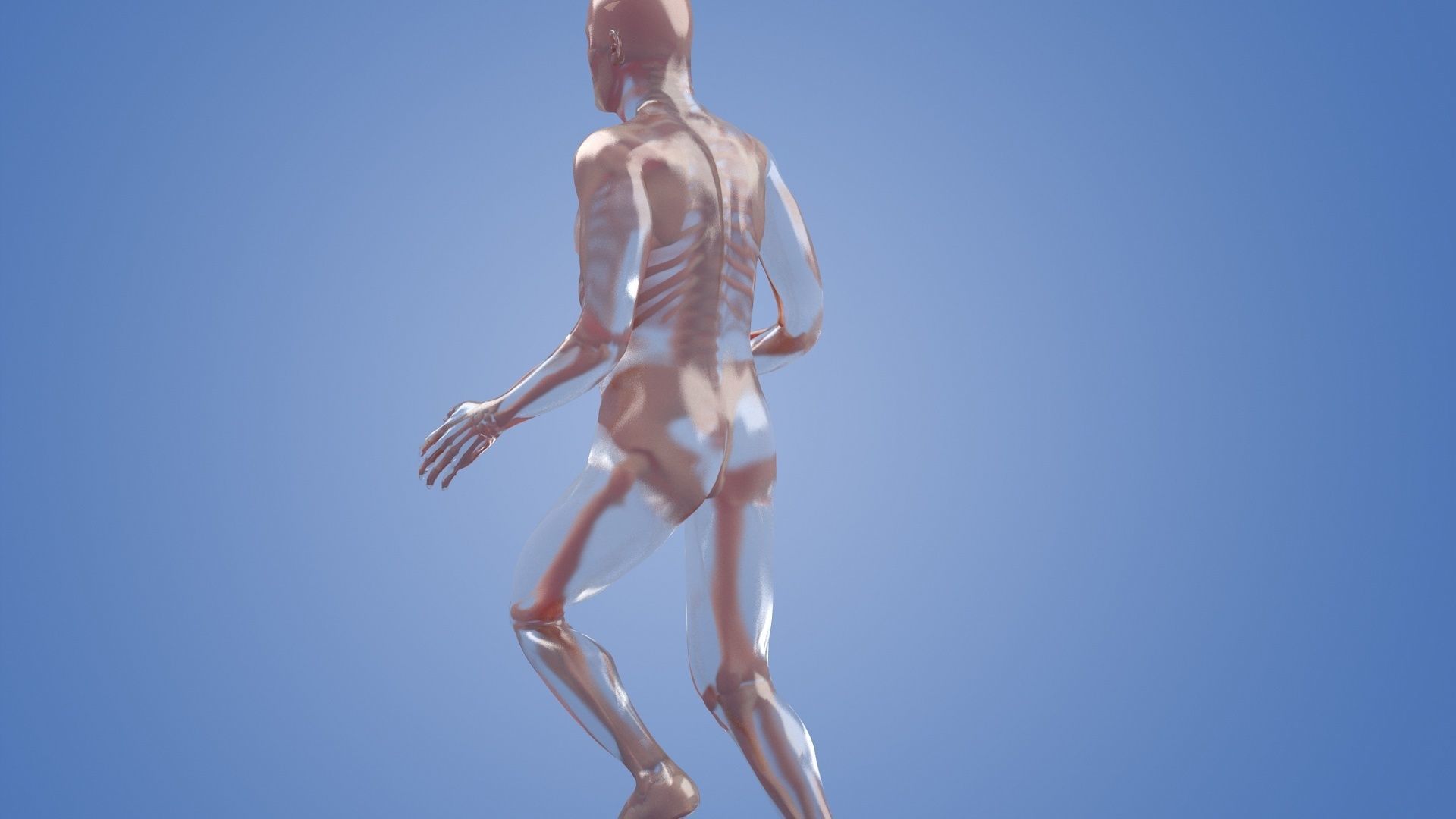 Human body dissection running x-ray  human body  bone 3D model_3