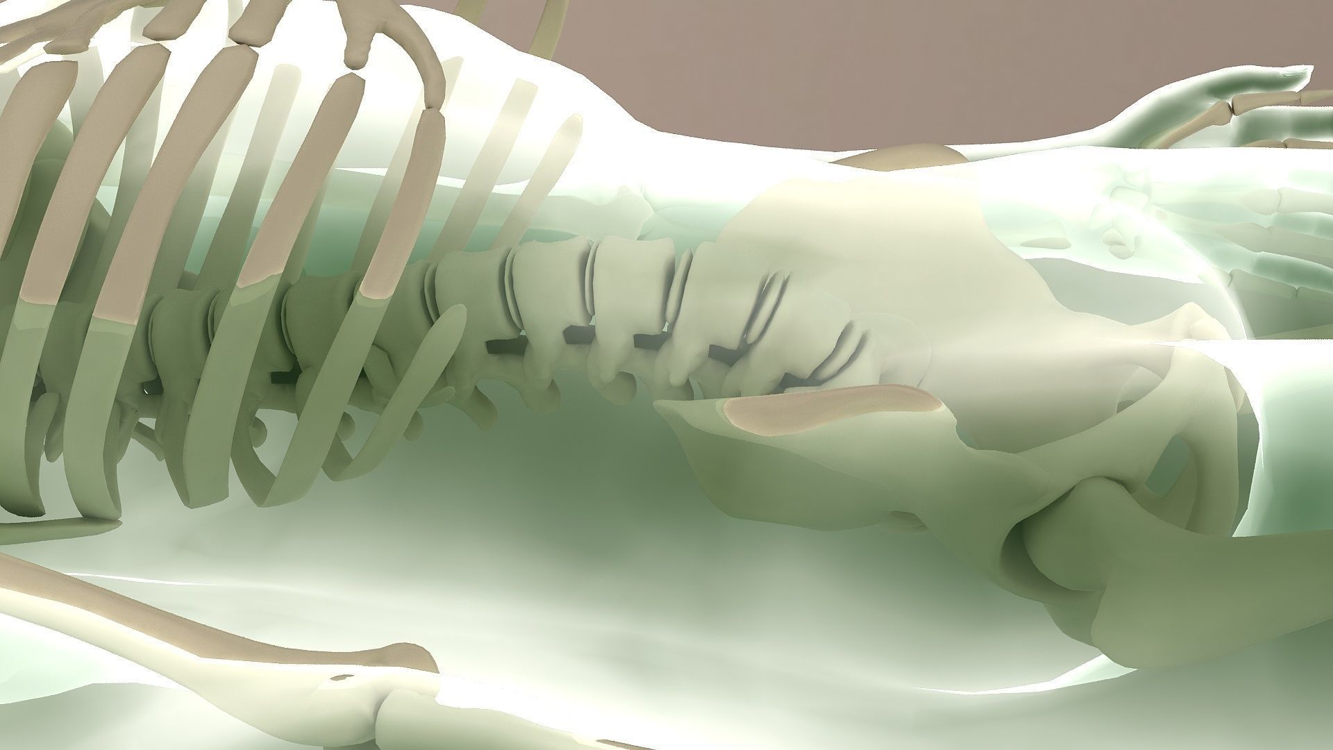 Human body dissection  x-ray  human body  bone 3D model_4