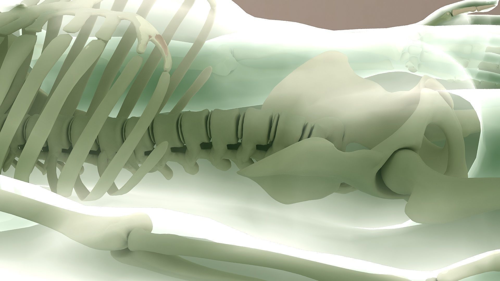 Human body dissection  x-ray  human body  bone 3D model_2
