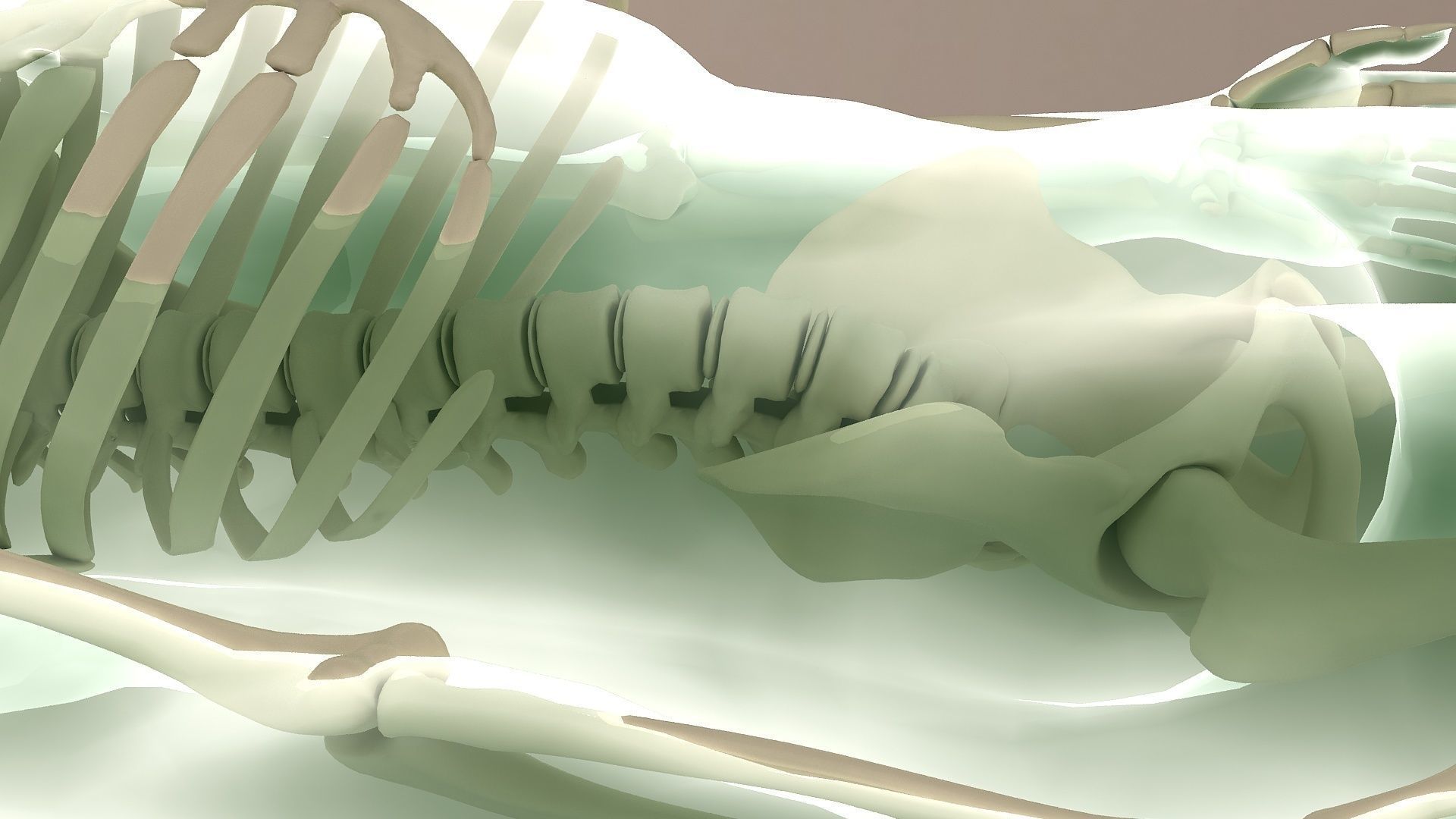 Human body dissection  x-ray  human body  bone 3D model_3