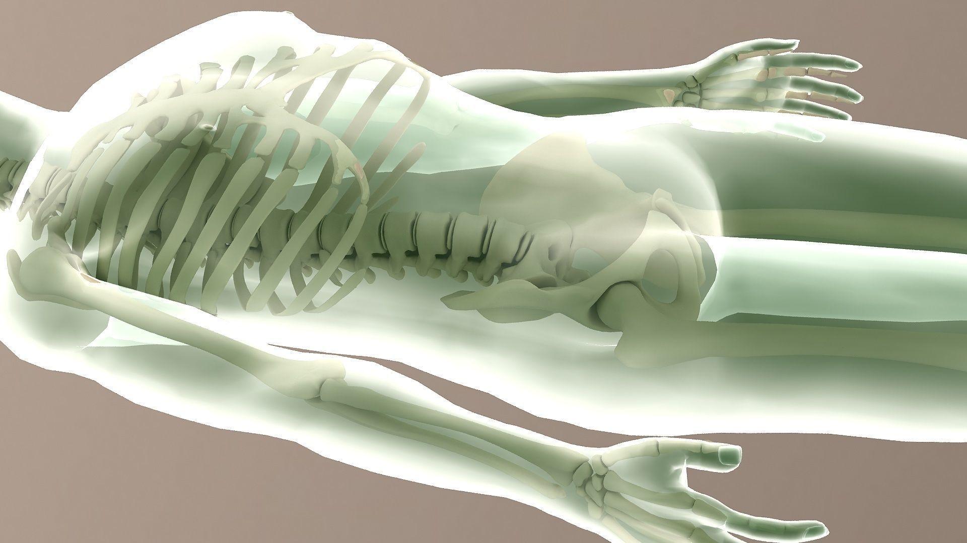 Human body dissection  x-ray  human body  bone 3D model_1