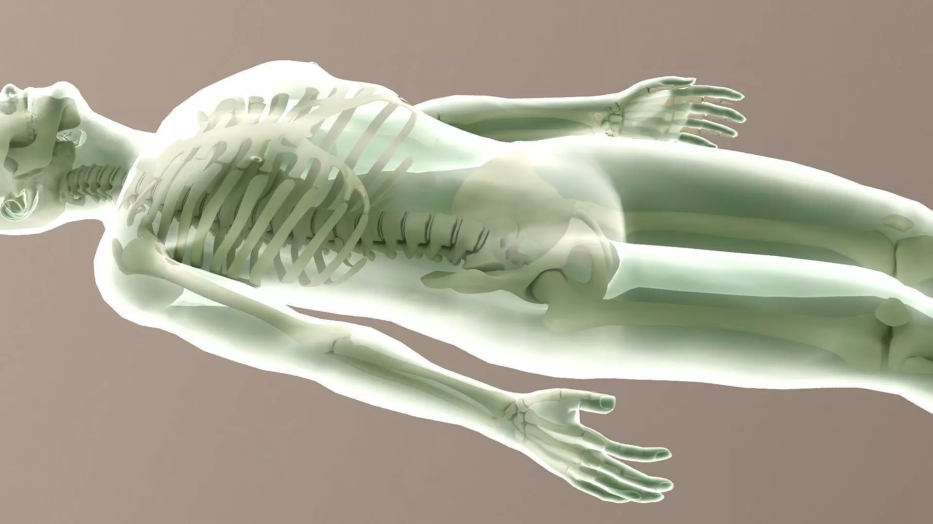 Human body dissection  x-ray  human body  bone 3D model_0