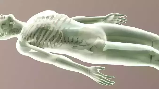 Human body dissection  x-ray  human body  bone 3D model