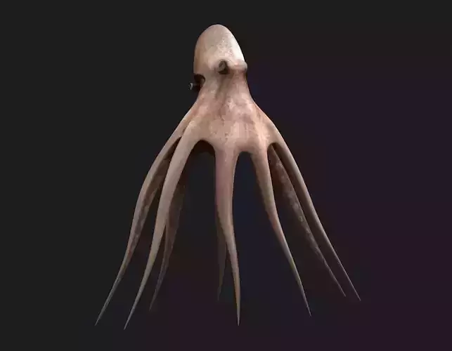 Octopus fish underwater water nature sea ocean