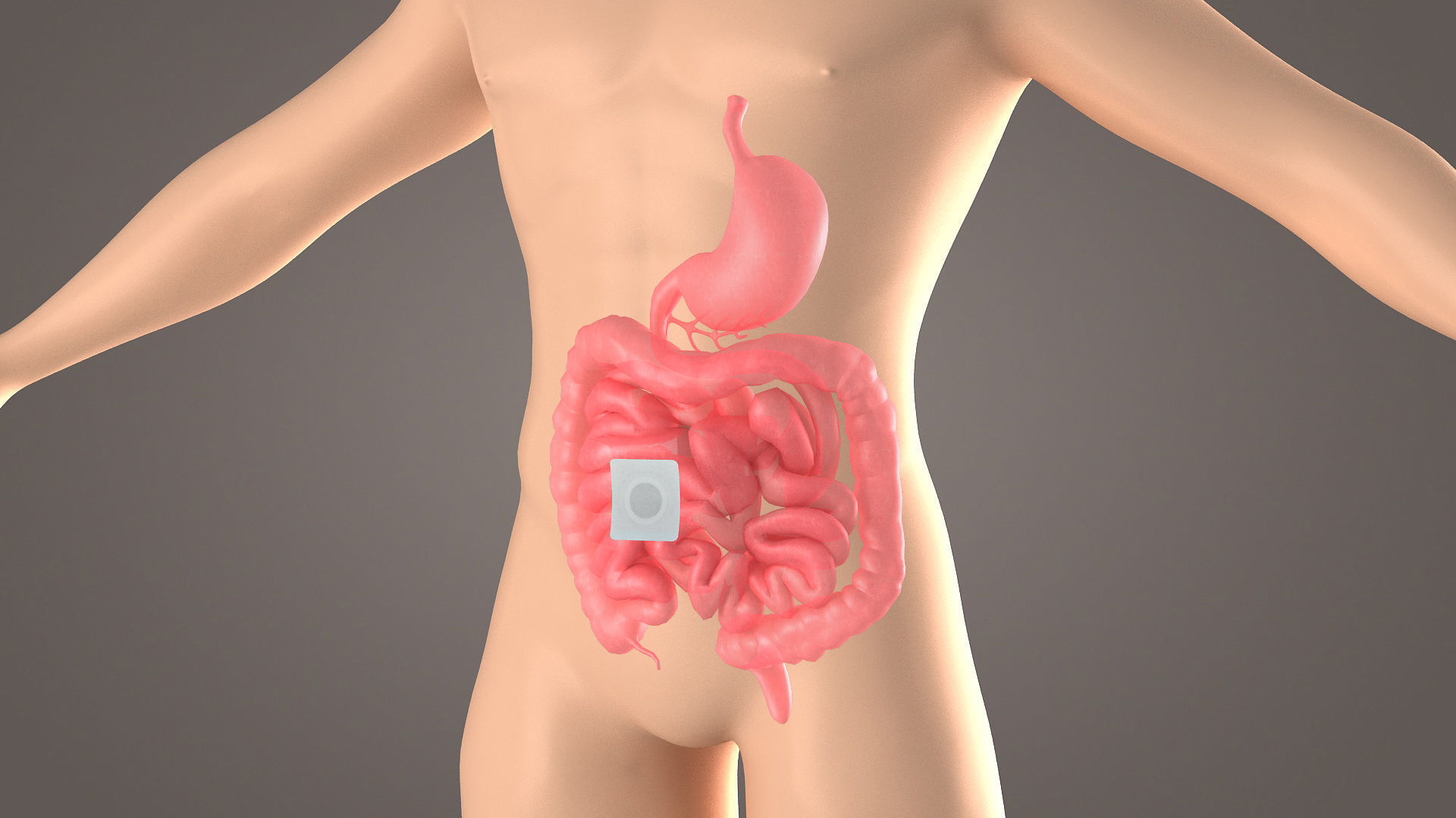 Stomach patch magnetic patch  animation  dissection  medical 3D model_1