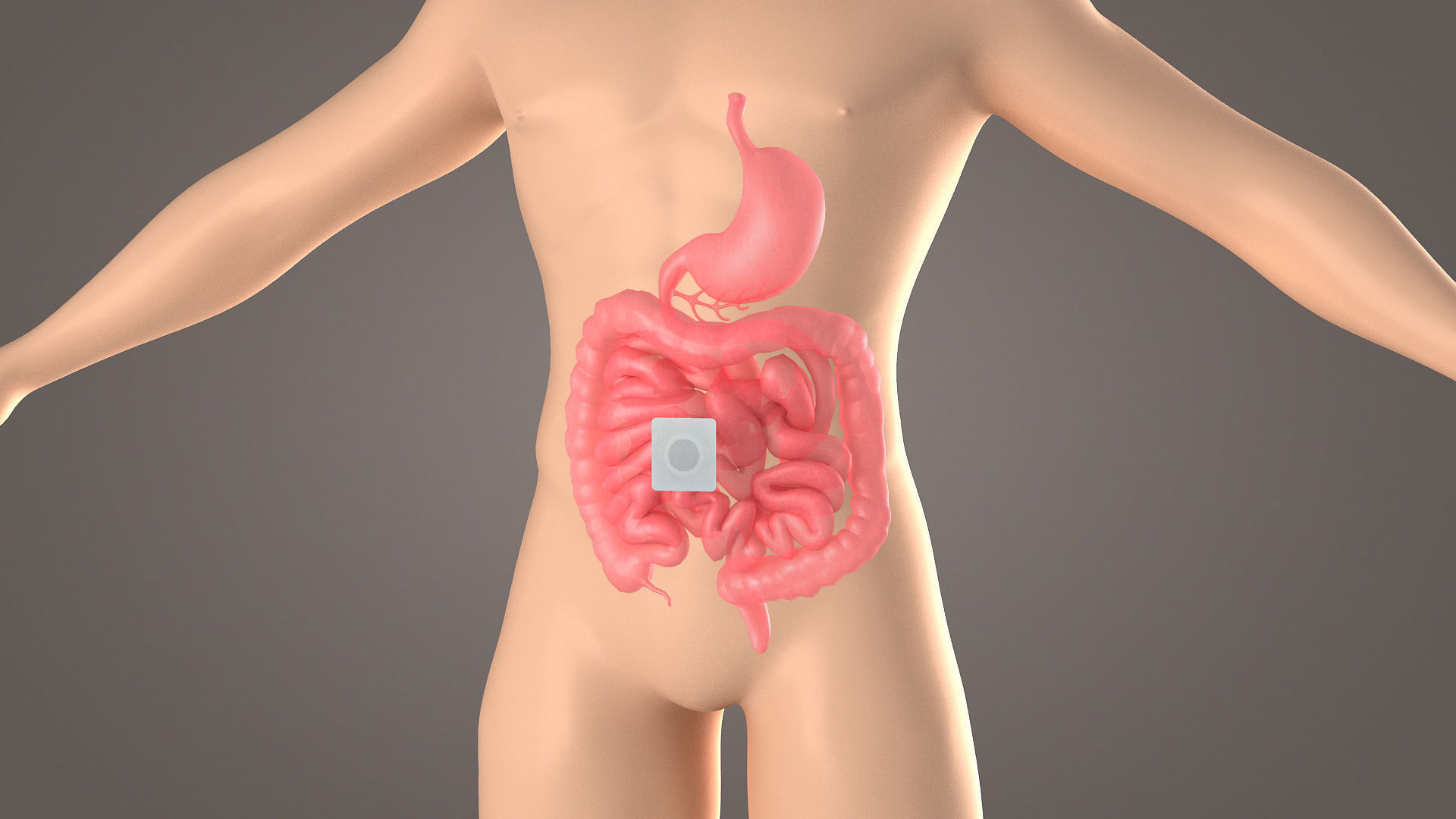Stomach patch magnetic patch  animation  dissection  medical 3D model_2