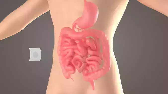 Stomach patch magnetic patch  animation  dissection  medical 3D model