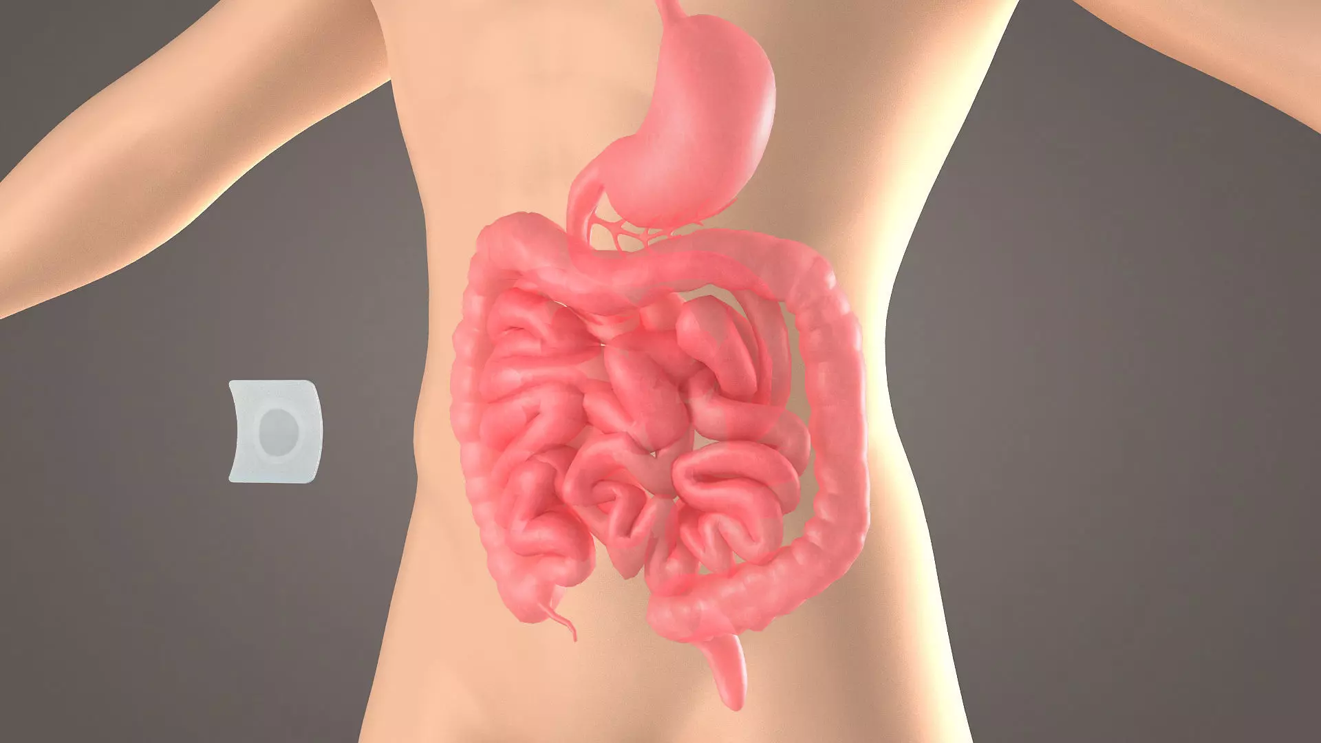 Stomach patch magnetic patch  animation  dissection  medical 3D model_0