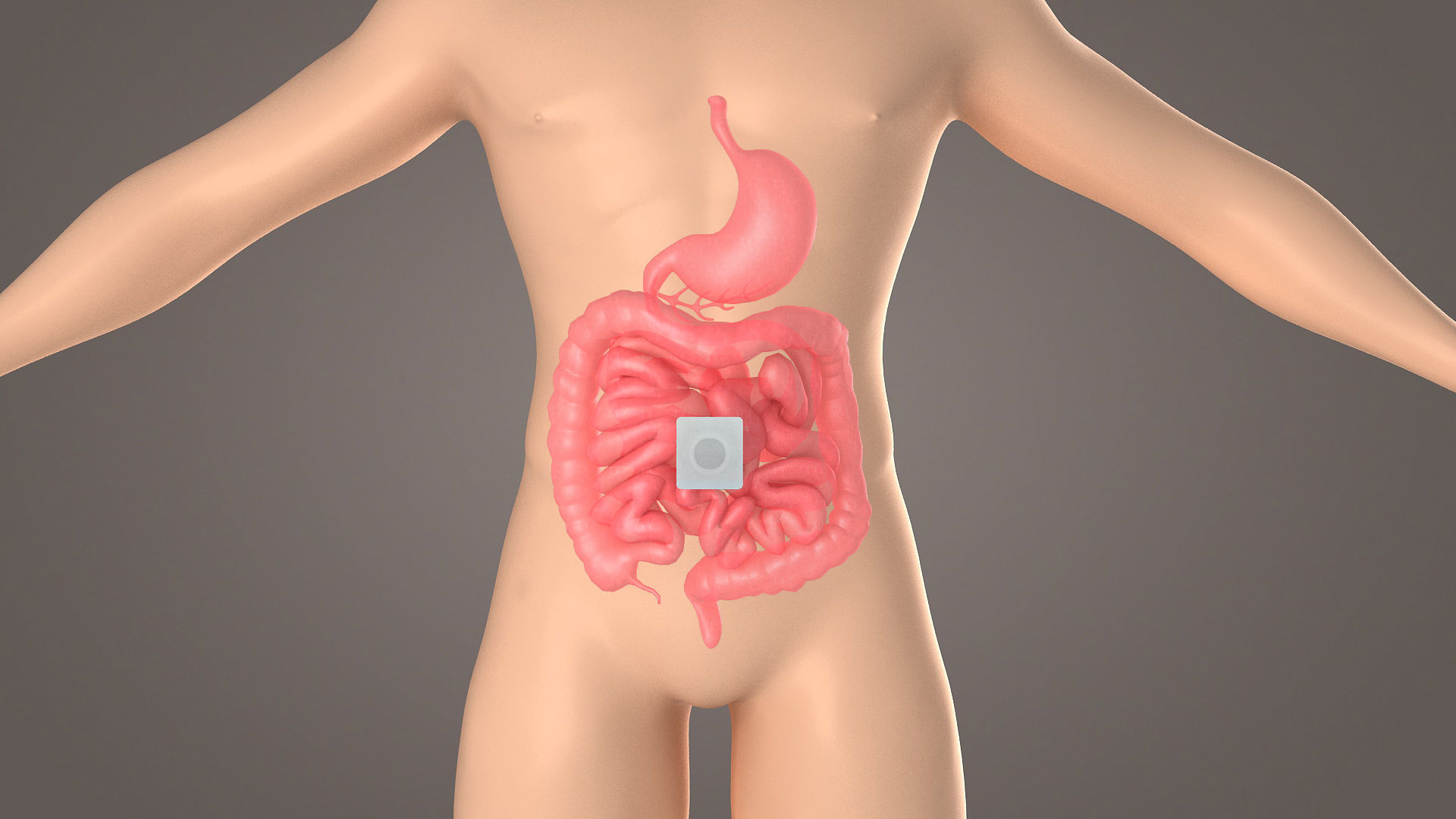 Stomach patch magnetic patch  animation  dissection  medical 3D model_3