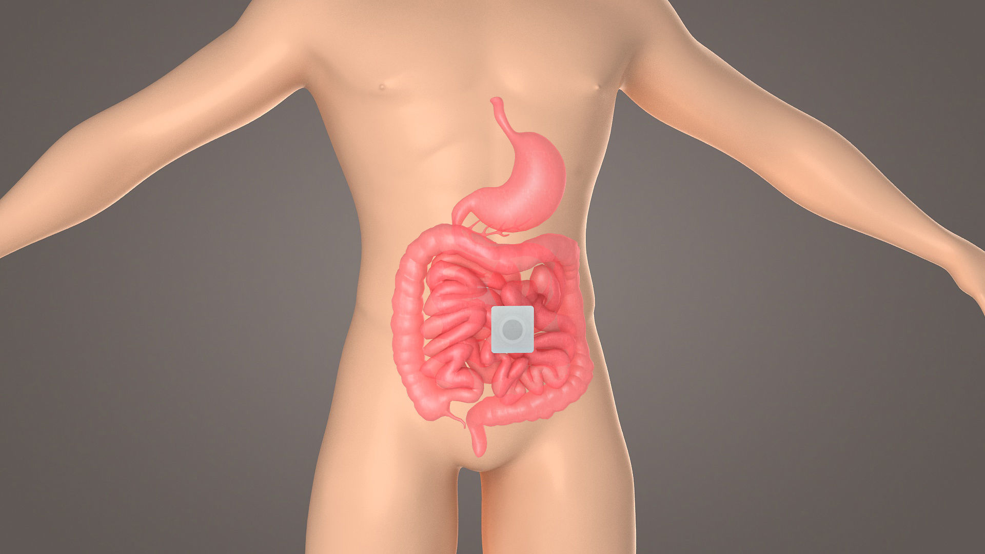 Stomach patch magnetic patch  animation  dissection  medical 3D model_4