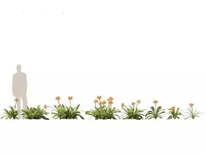 Clivia miniata - kaffir lily