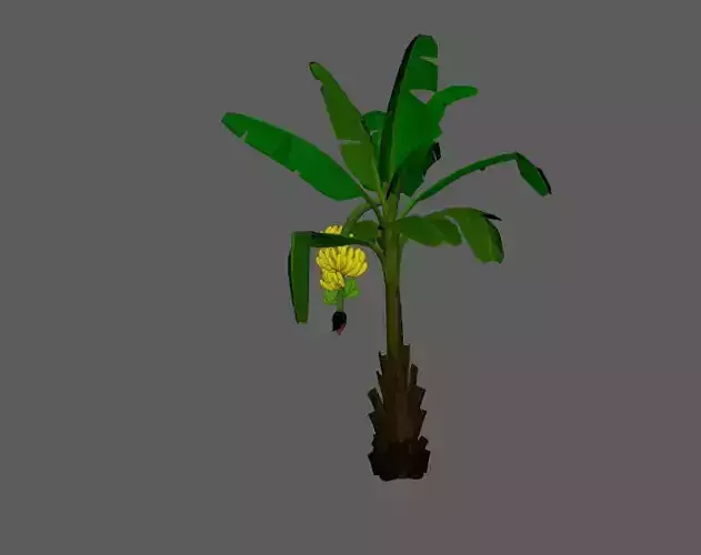 Banana Tree