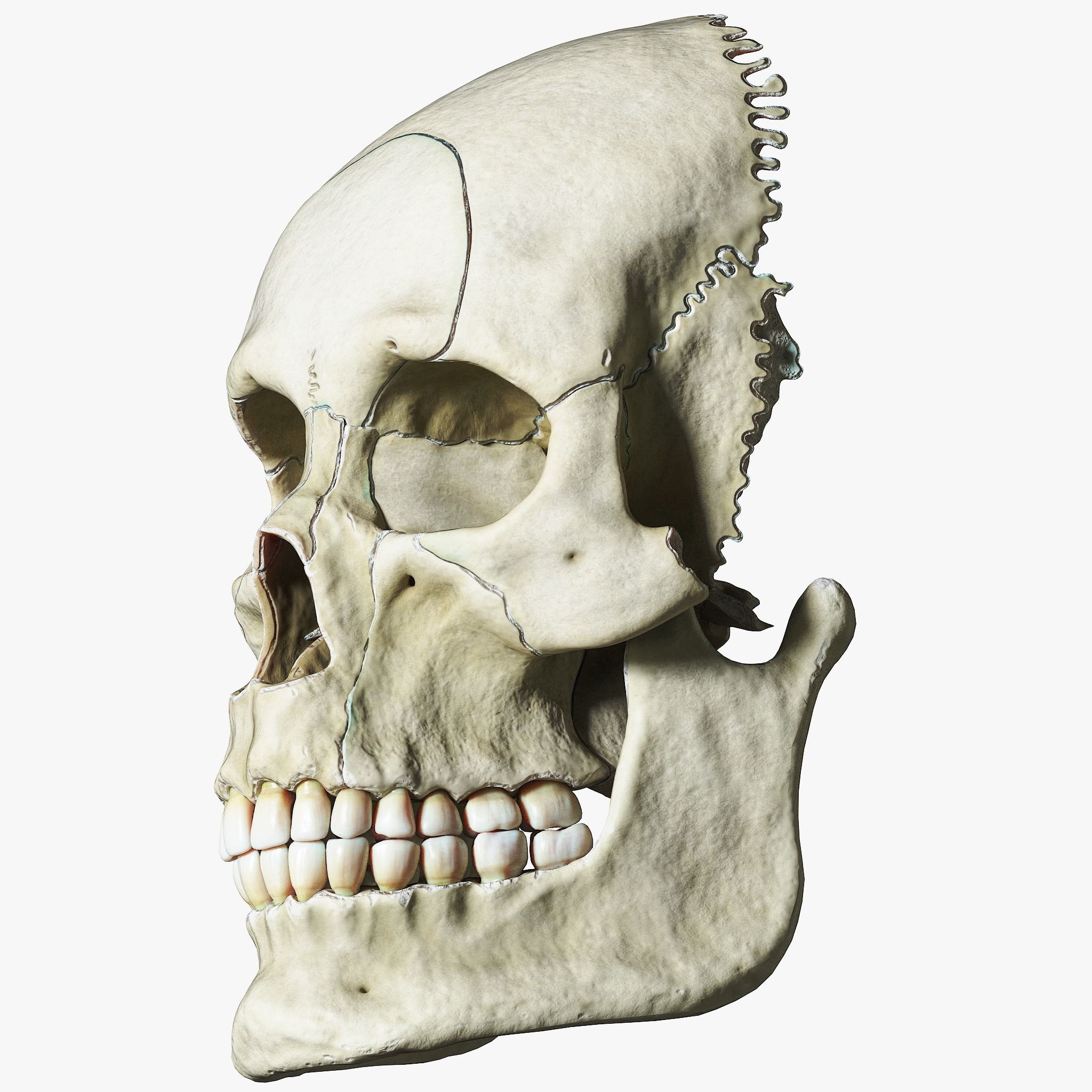 Human Skull Explode Anatomy Atlas V2 3D model_4