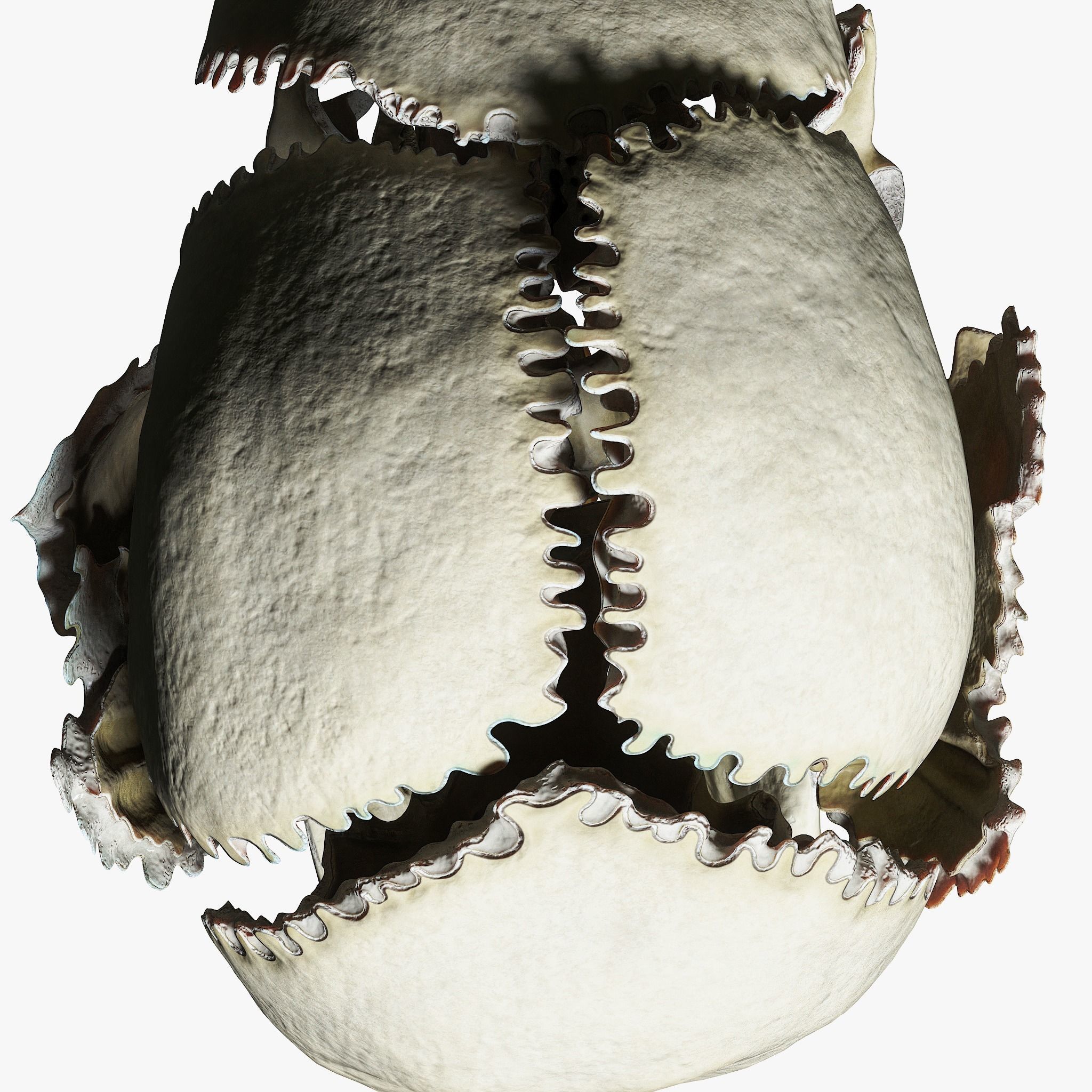 Human Skull Explode Anatomy Atlas V2 3D model_7