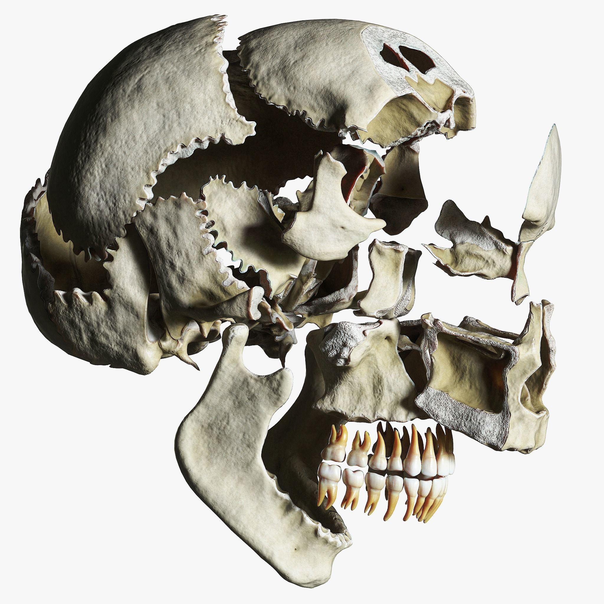 Human Skull Explode Anatomy Atlas V2 3D model_1