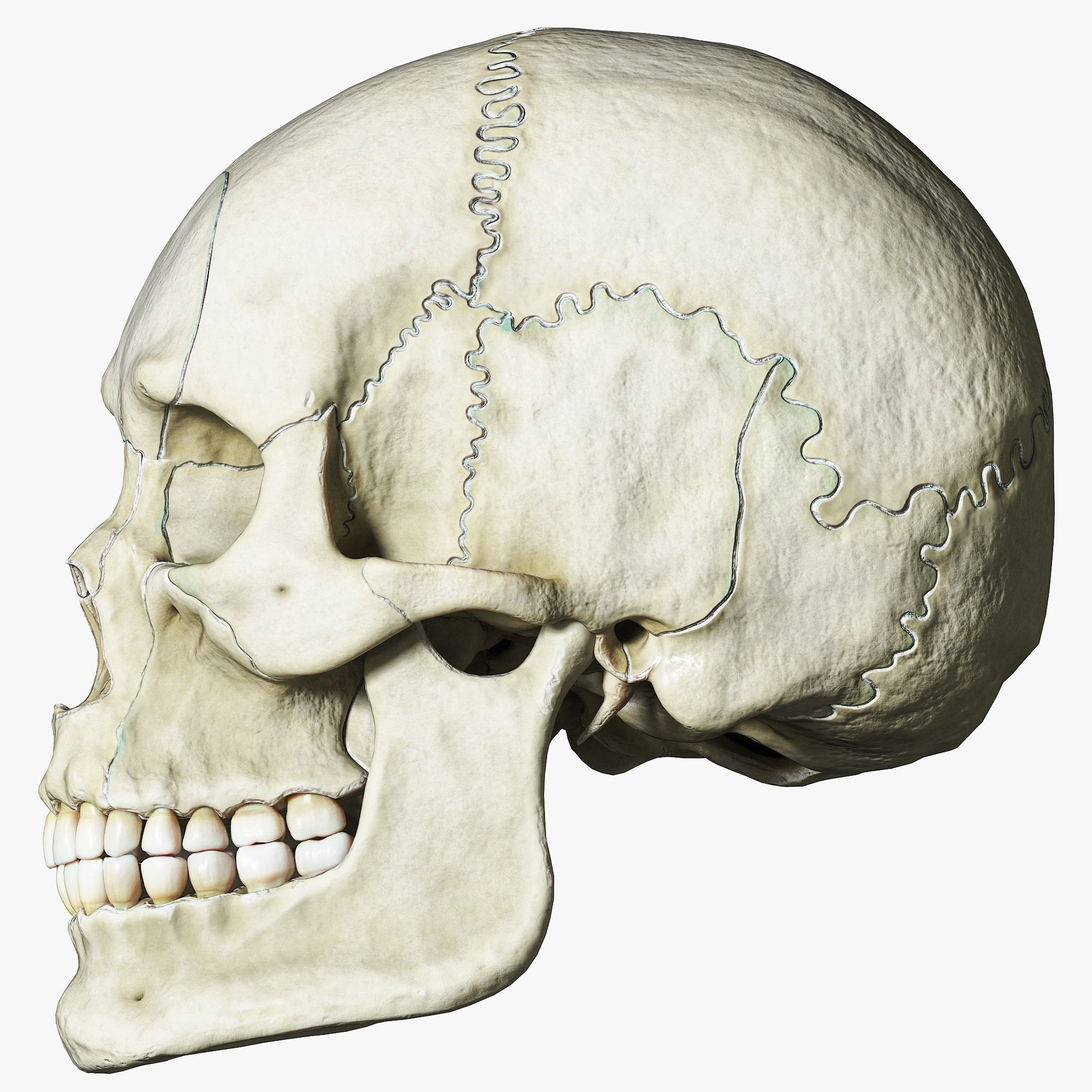 Human Skull Explode Anatomy Atlas V2 3D model_2