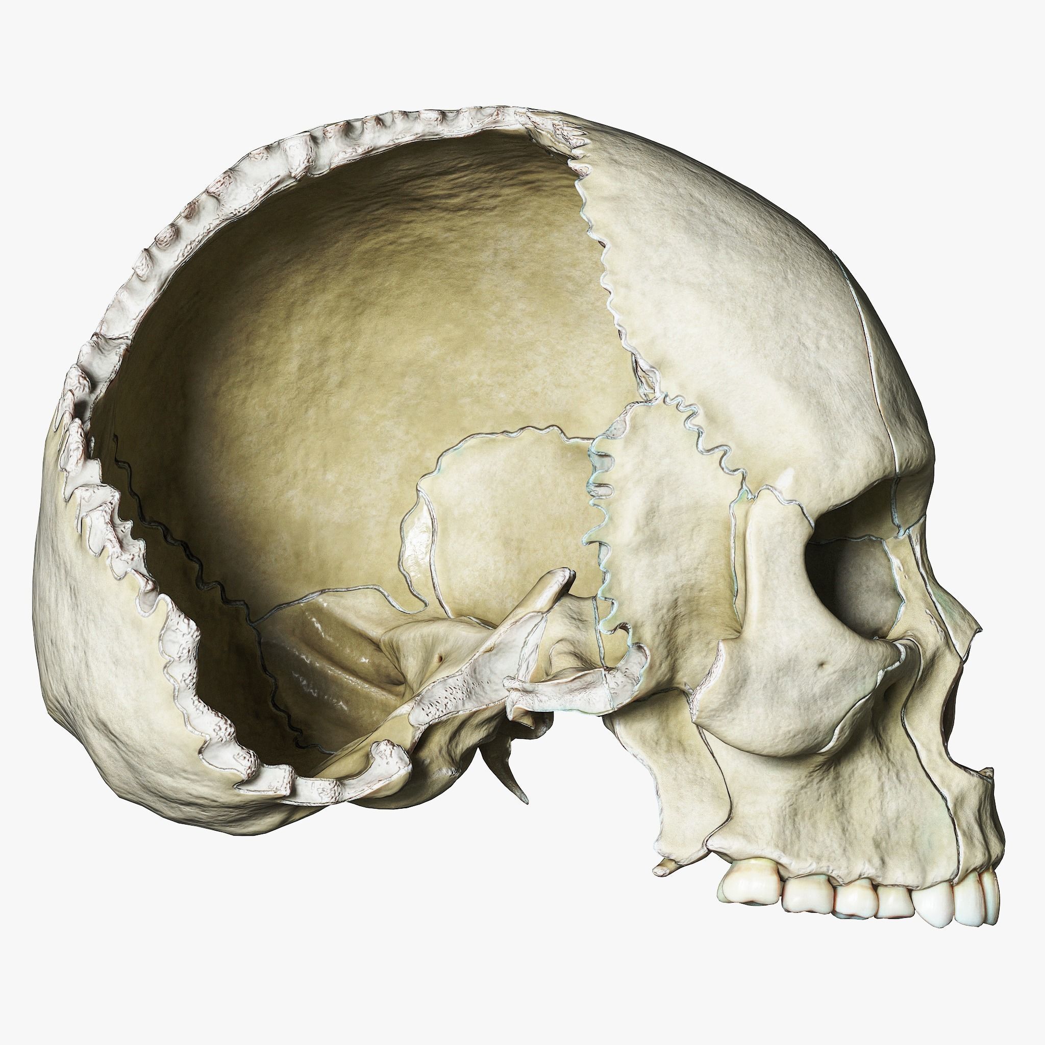 Human Skull Explode Anatomy Atlas V2 3D model_3