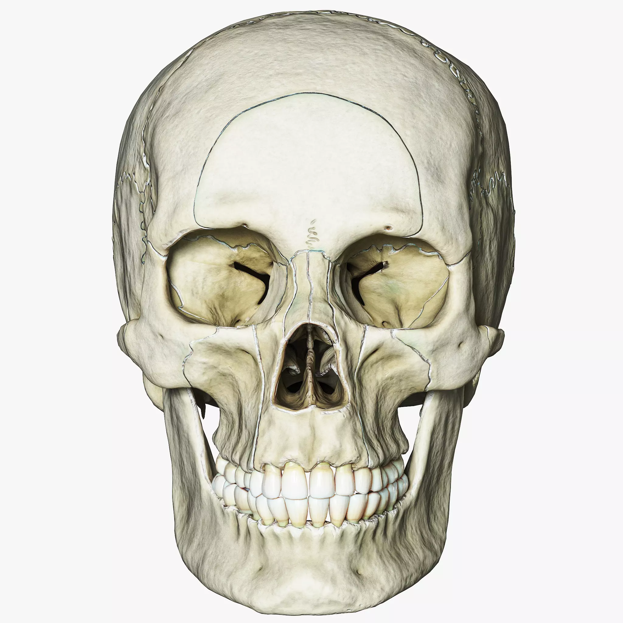 Human Skull Explode Anatomy Atlas V2 3D model_0