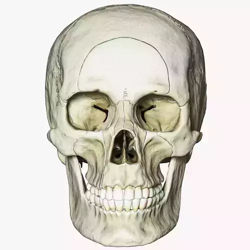 Human Skull Explode Anatomy Atlas V2