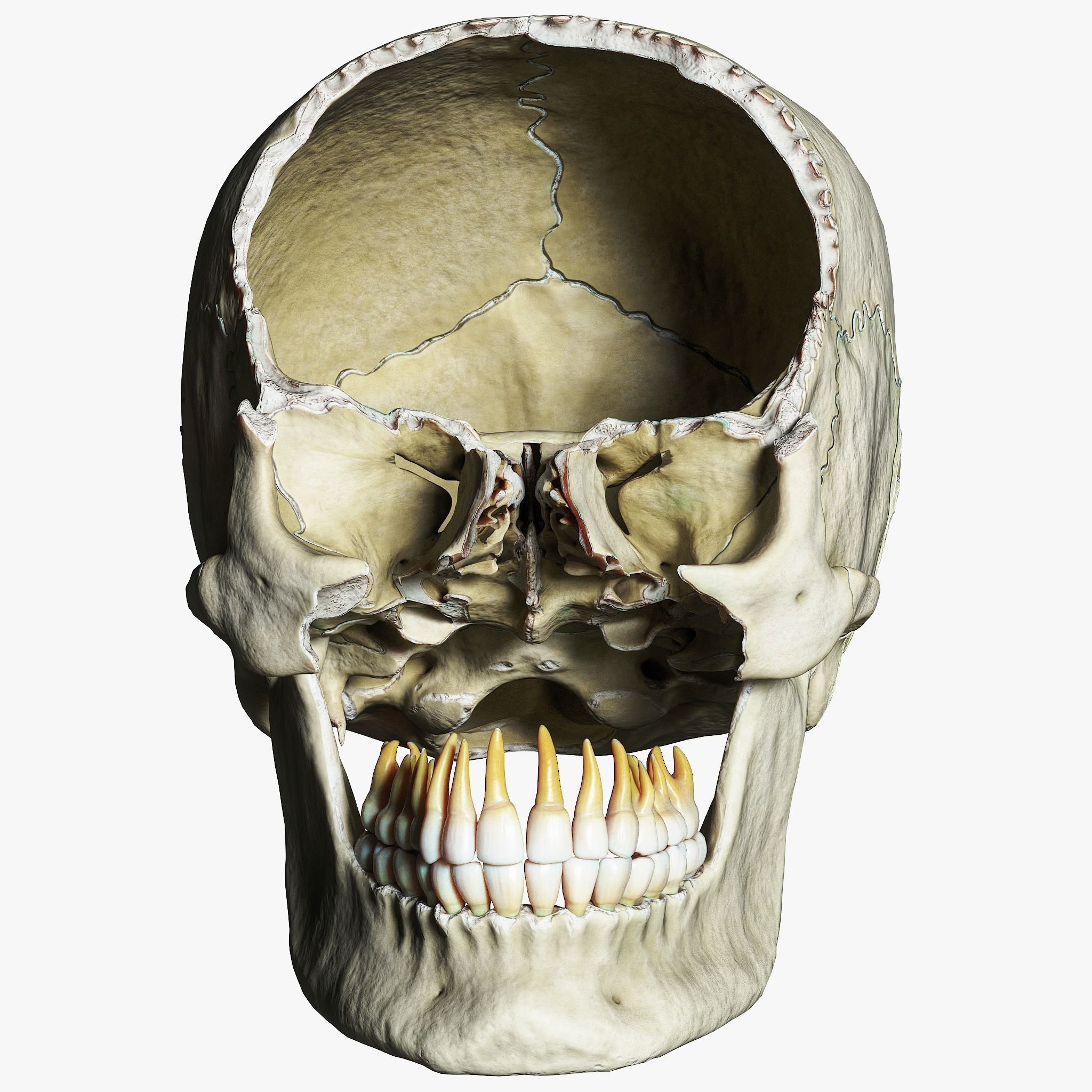 Human Skull Explode Anatomy Atlas V2 3D model_6