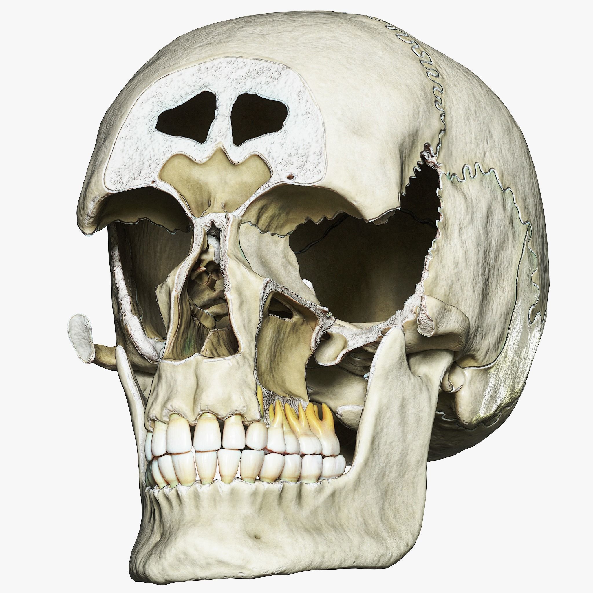 Human Skull Explode Anatomy Atlas V2 3D model_5