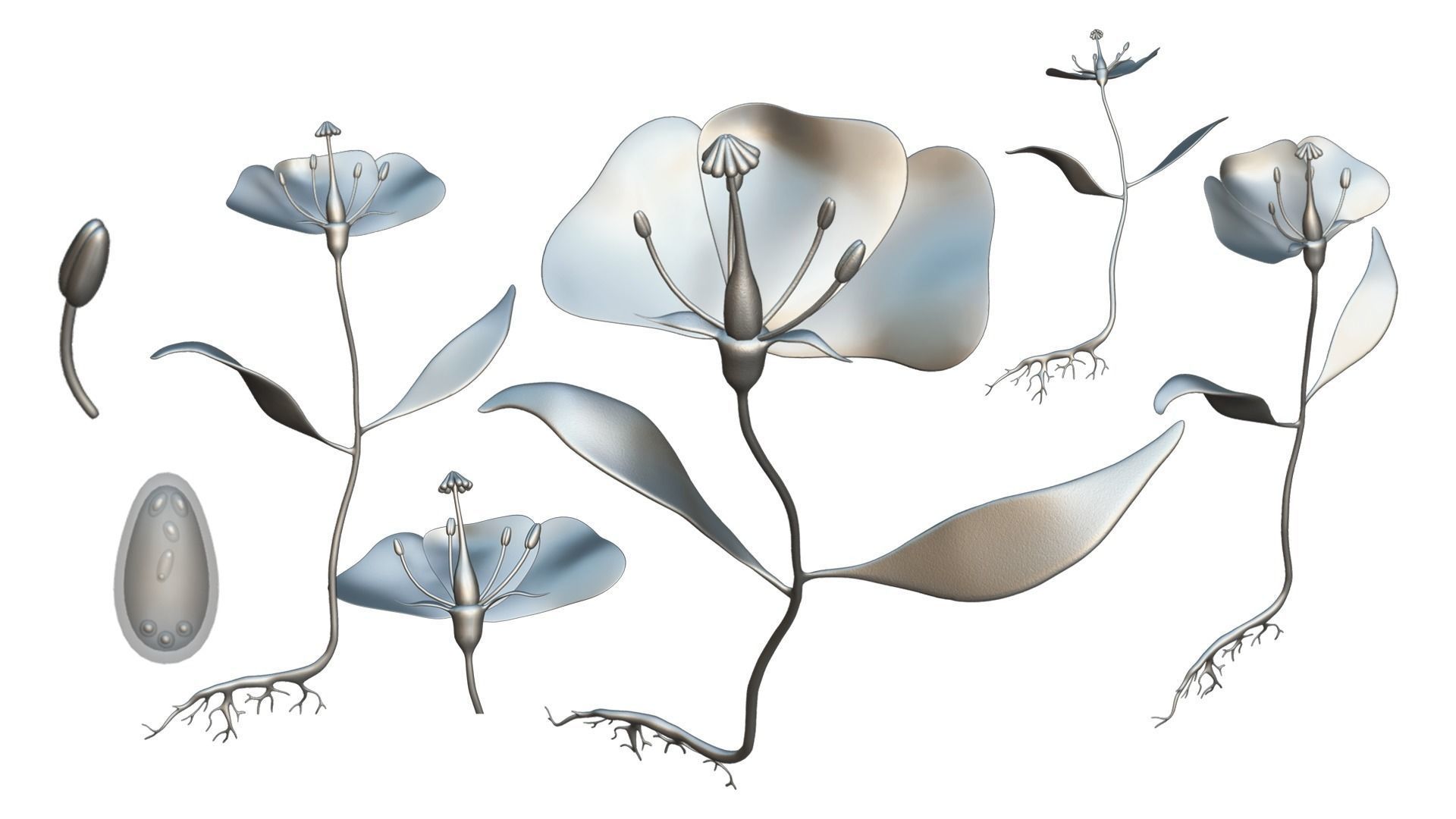 Anatomy of A Flower 3D model_4