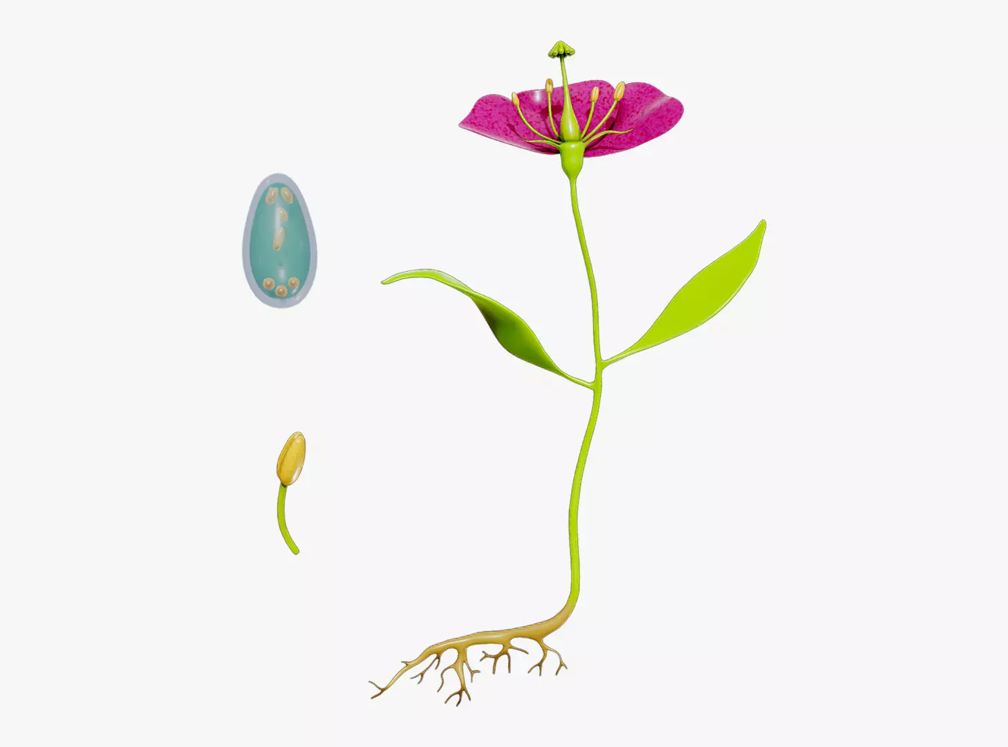 Anatomy of A Flower 3D model_0