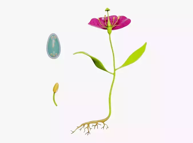 Anatomy of A Flower 3D model
