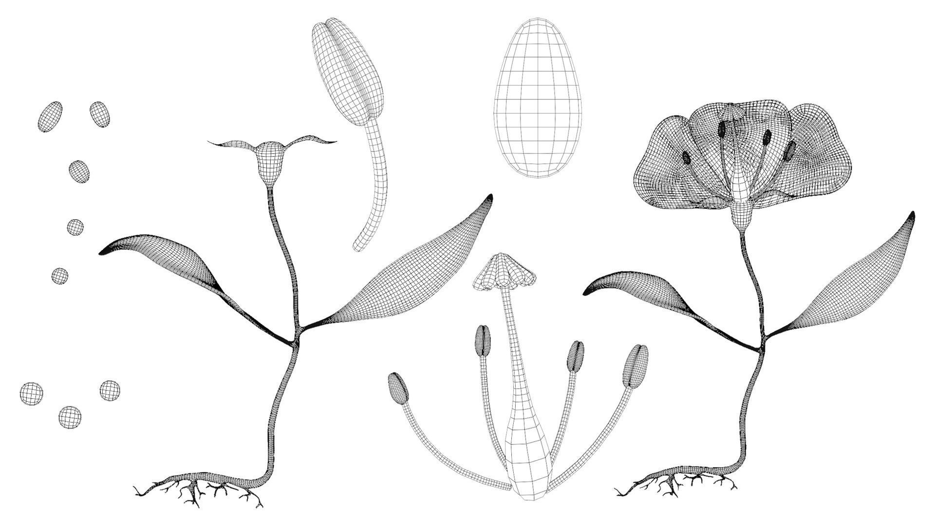 Anatomy of A Flower 3D model_7