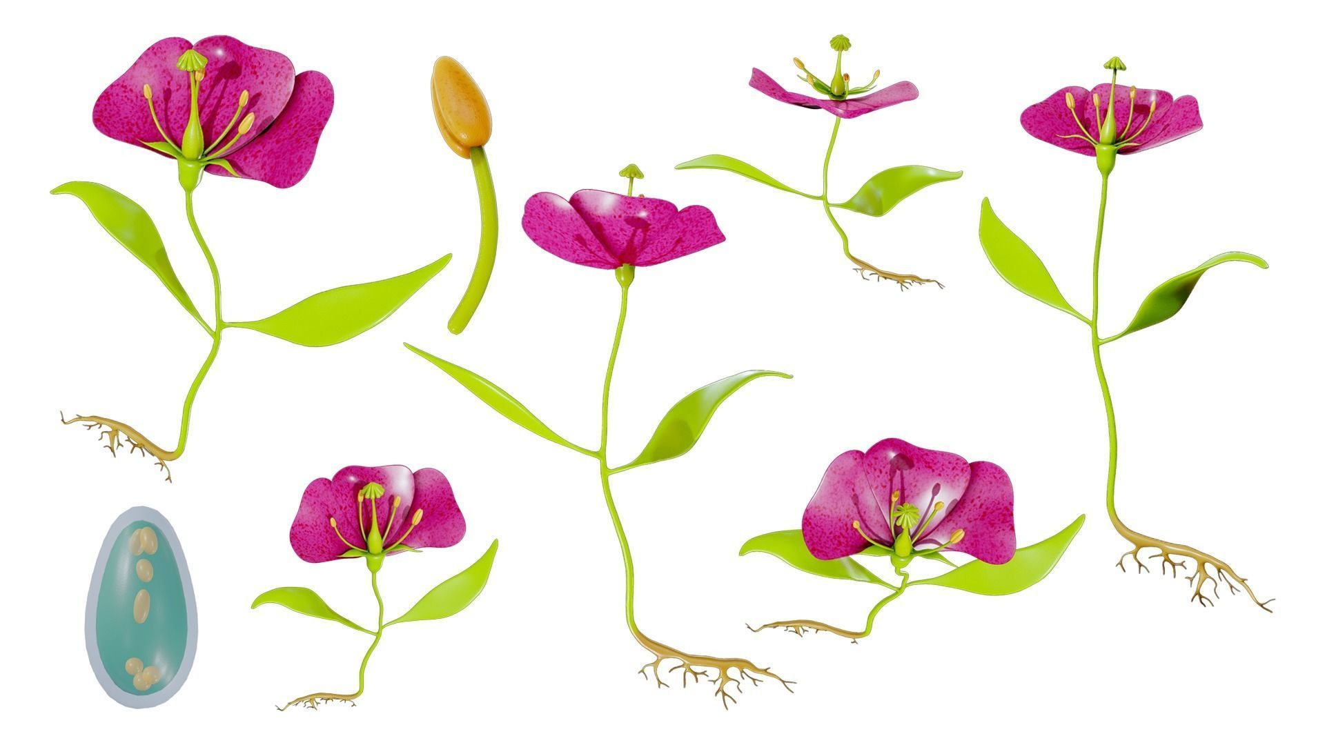 Anatomy of A Flower 3D model_1