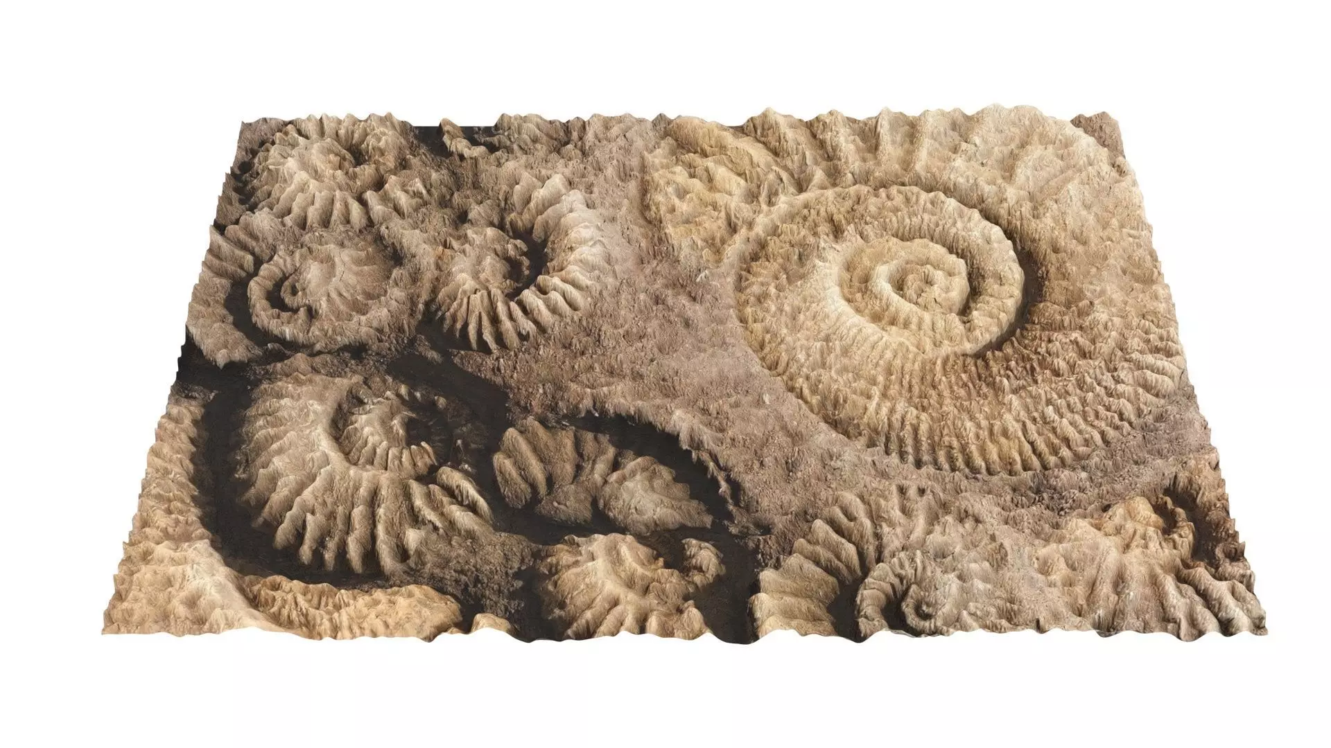 Ammonite Fossil 3D model