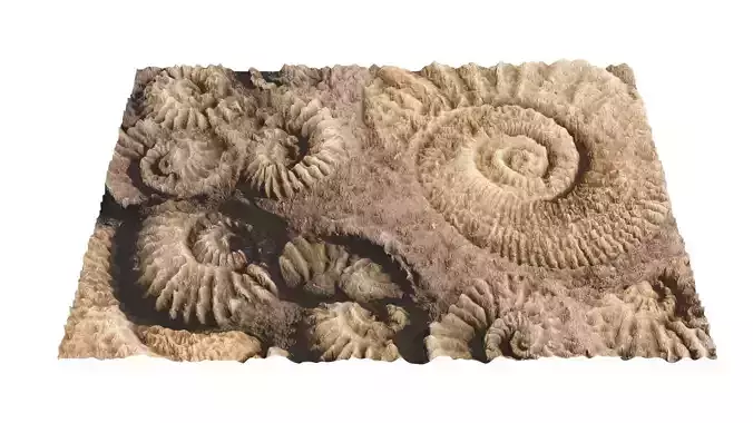 Ammonite Fossil