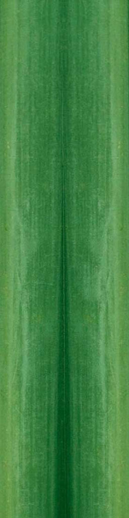 bamboo tree Low-poly 3D model_2