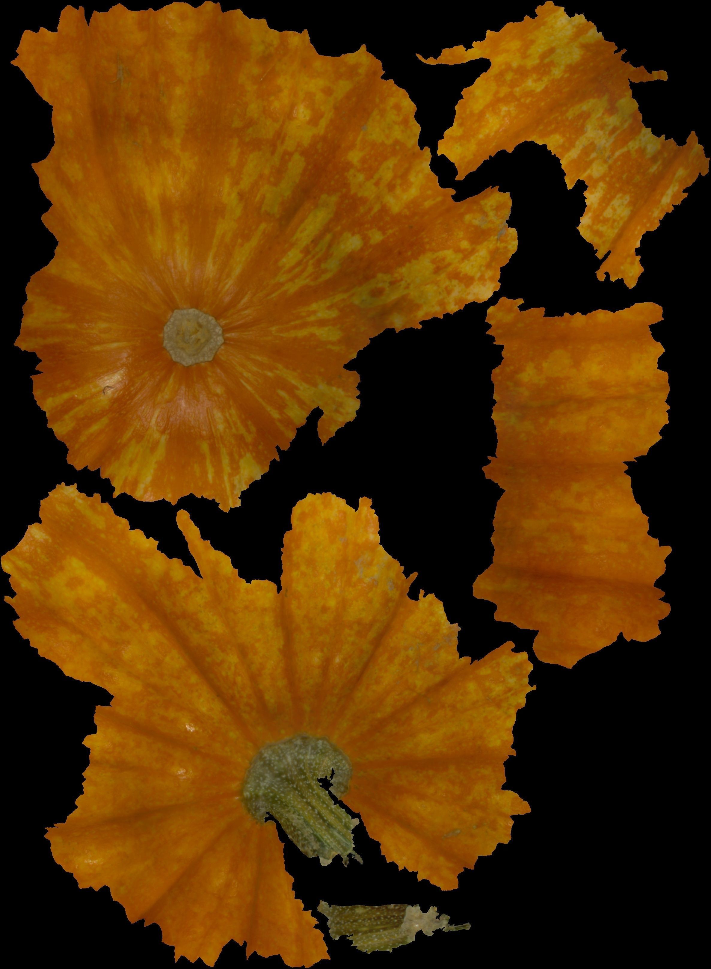 Pumpkin high resolution scan Free 3D model_13