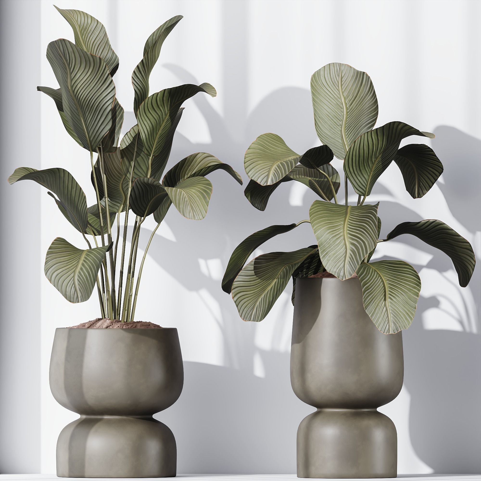 HQ Plants Calathea Lutea Cuban Cigar Set01 3D model_2