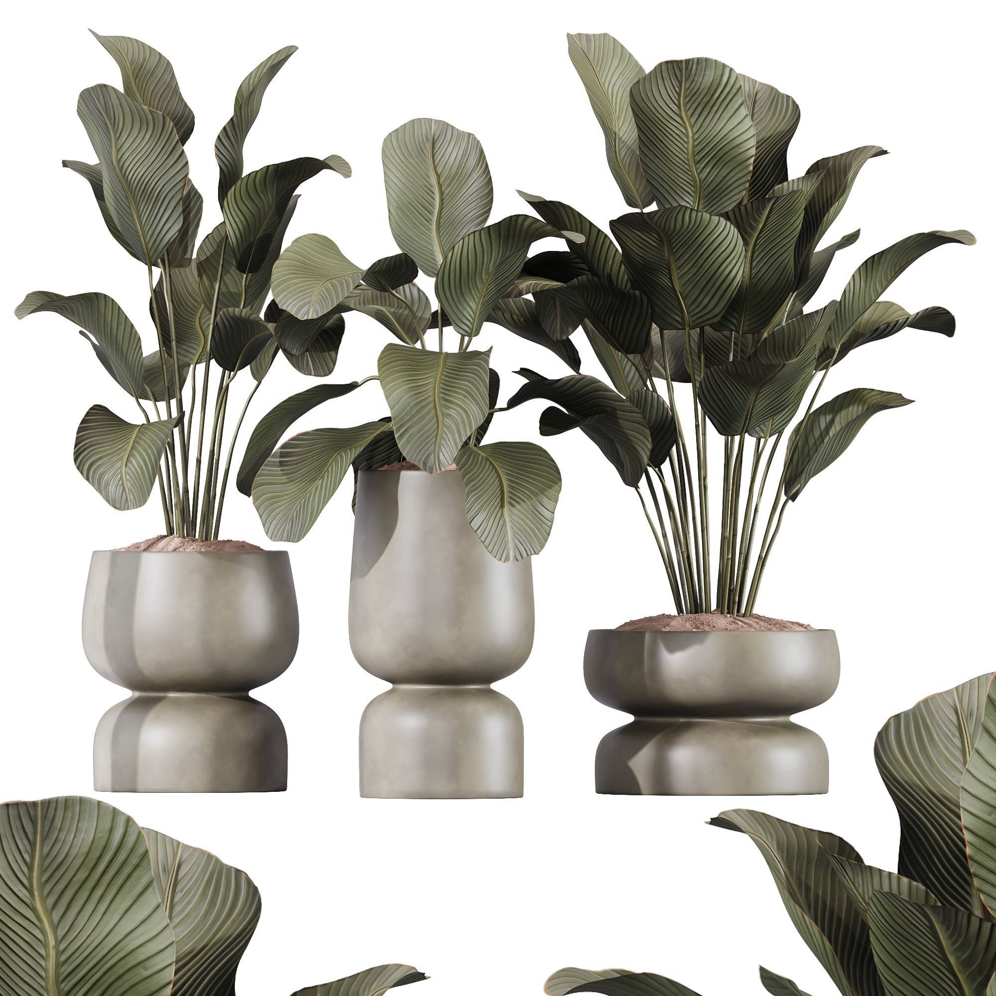 HQ Plants Calathea Lutea Cuban Cigar Set01 3D model_1