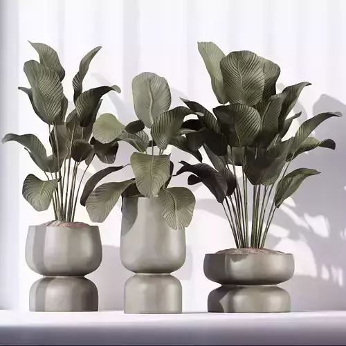 HQ Plants Calathea Lutea Cuban Cigar Set01 3D model