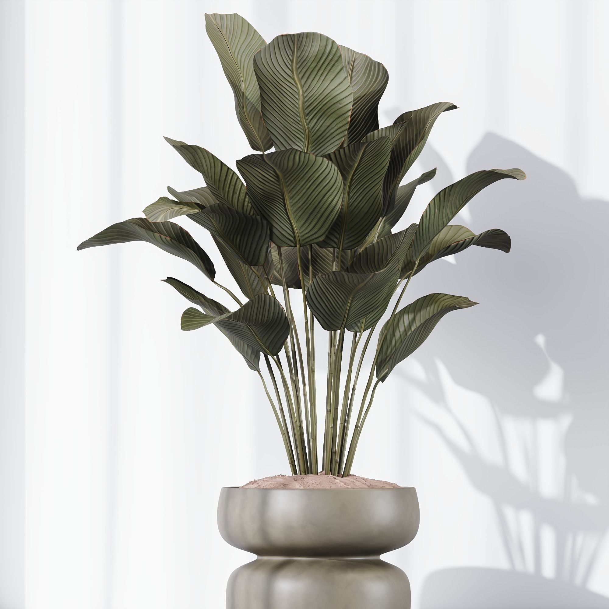HQ Plants Calathea Lutea Cuban Cigar Set01 3D model_3