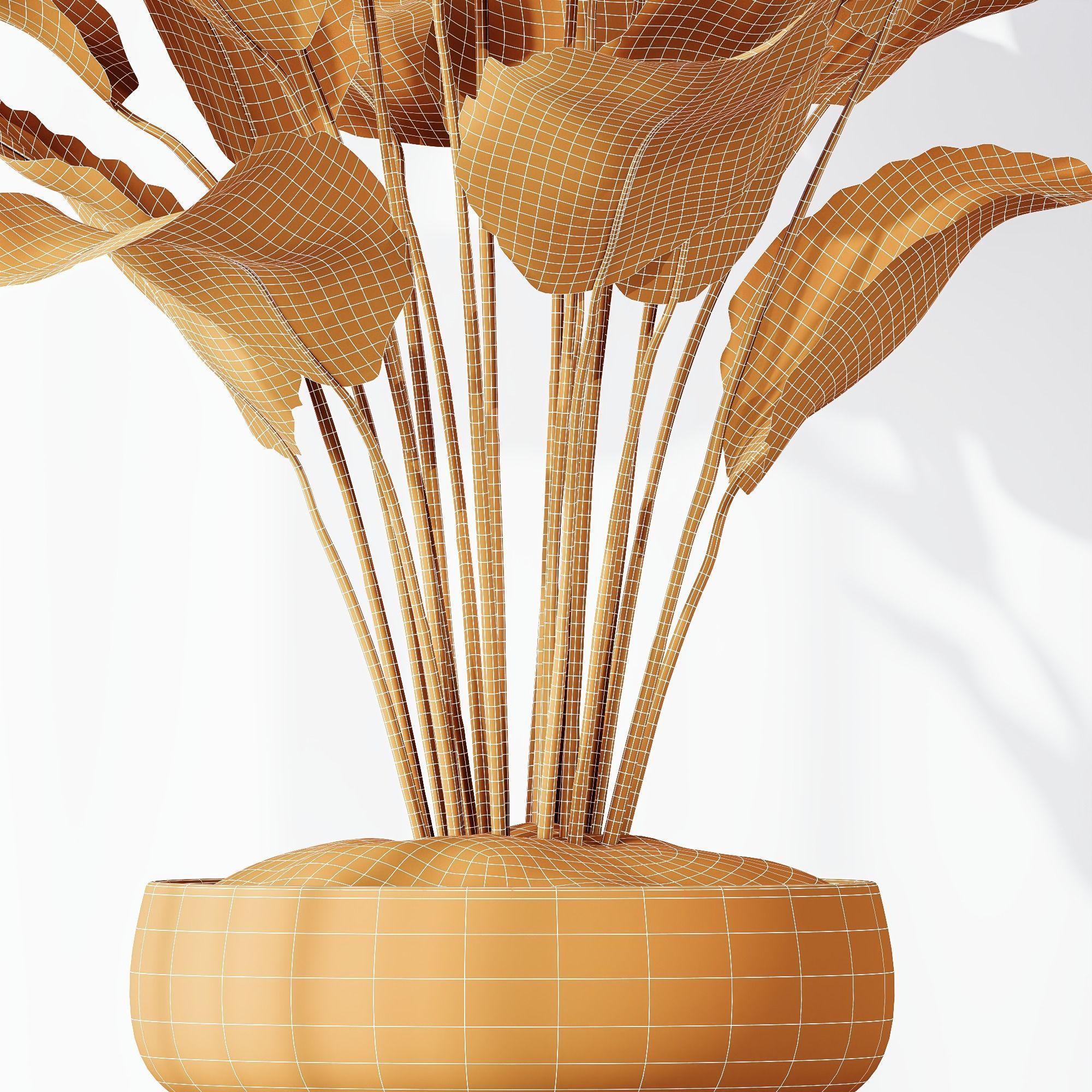 HQ Plants Calathea Lutea Cuban Cigar Set01 3D model_4
