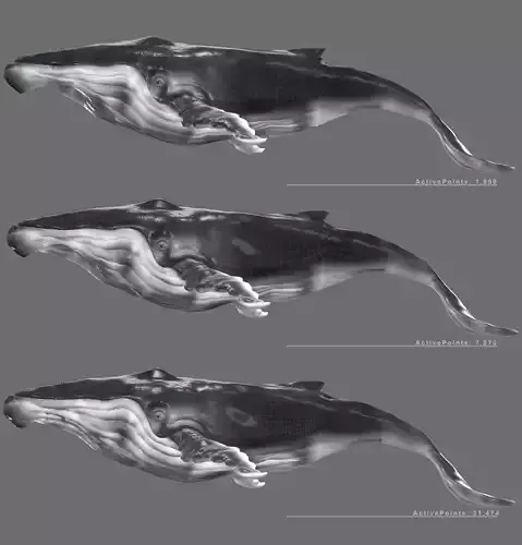 Humpback Whale Low-poly 3D model Low-poly 3D model