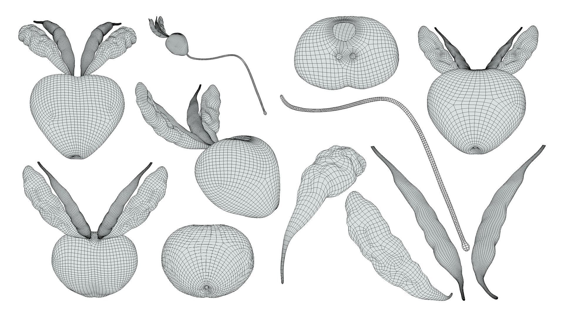 Prostate Anatomy 3D model_6